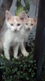 Regalo gatitos