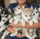 Cachorros de husky siberiano registrados.