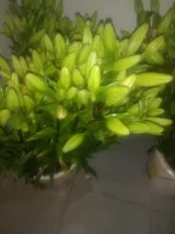 Flores de lilium paquete de 10 varas 5000