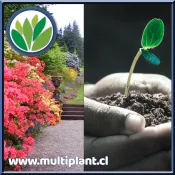 Arbustos y Plantas - Vivero Online Multiplant