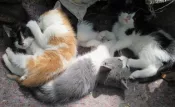 Gatitos y gatitas en adopción. Viña Quilpué