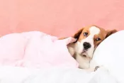 apiterapia mascotas caninas