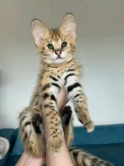 Serval y Savannah, gatitos registrados Karakal