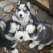cachorros de husky para adopción.