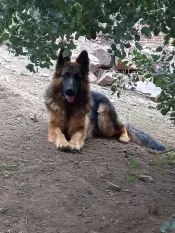 Venta cachorra pastor alemán 1 año por viaje