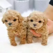 Hermosos cachorros de caniche toy rojo