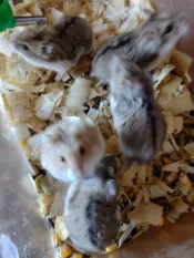 Vendo hamster chino