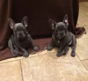 Cachorros Bulldog frances blu en adopcion