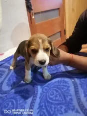 Cachorros beagles