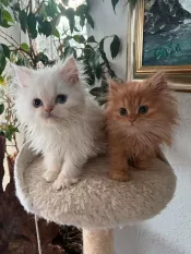Increíbles gatitos persas disponibles