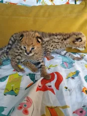 Hermosos gatitos caracal y serval disponibles en nuestro criadero