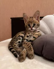 Savannah gatitos serval y caracal de 4 semanas de edad.