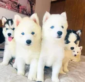 cachorros husky siberianos disponibles para adopción
