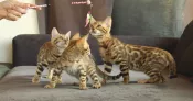 Bengali gatitos disponables para adopcion /./2