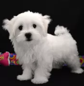 REGALO Cachorros Bichon Maltes Mini Toy Para Adopcion