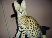 Gatitos serval, savannah y caracal disponibles
