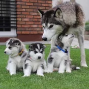 Cachorros de Siberiano husky dis para adopcion  j/