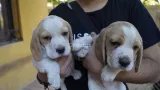 cachorro beagle bicolor enano