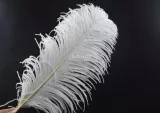 plumas de avestruz para decoración y carnavales
