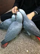 Super Tame Congobreed African Grey Baby
