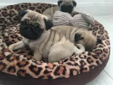 Tres increíbles pug carlino cachorros disponibles para adopción