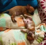 Cachorros Chihuahuas Cabeza de Manzana