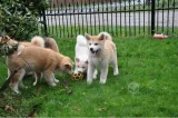 Hermosos cachorros Akita buscan hogar y amor