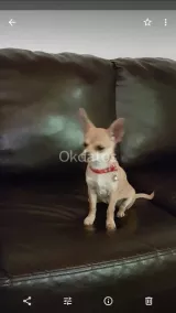 Vendo perritos Chihuahua