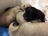 Pug Carlino Cachorros En Adopción