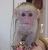 Regalo Adorable mono capuchino para adopción