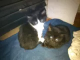 Gatitos buscan un hogar cariñoso que los quiera