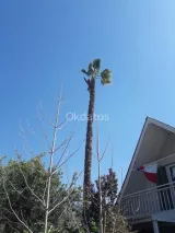 Tala de palmeras