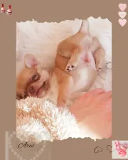 Chihuahua macho precioso y pequeñito