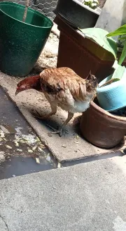 Gallina  ( de pelea)