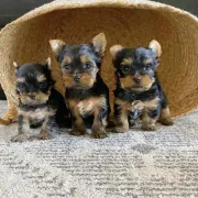 cachorros de yorkshire terrier mini toy para adopcion