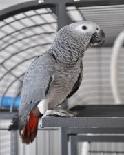 FULLY WEANED AND TAMED AFRICAN GREY PARROT