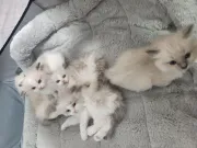Gatitos ragdoll machos y hembras en adopción
