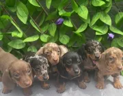 Excelentes cachorritos de raza Teckel miniatura