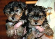 Adorables cachorros Yorkie en adopción