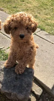 Cachorros Toy Poodle macho y hembra disponibles