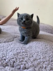 Hermosos gatitos británicos de pelo corto