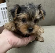 3 cachorros yorkie para  Adopción