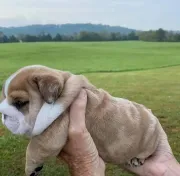 Cachorros de bulldog inglés en venta,