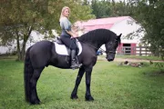 Impresionante caballo frisón de familia