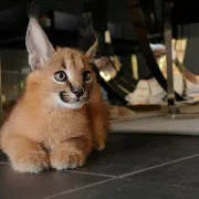 Una excepcional de gatitos Caracal Serval y Savannah