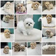 Cachorros Mini F1 Maltipoo disponibles