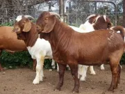 Cabras lecheras vivas | ovejas lecheras vivas | raza de ganado lechero vivo