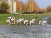 Preciosos Cachorros De Bulldog Ingles.