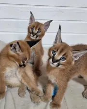 gatitos serval, sabana y caracal