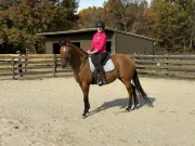 American Quarter Horse enérgico